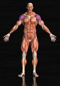 front shoulder muscles