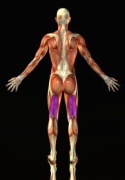 hamstring muscles