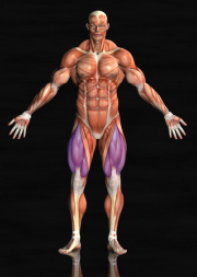 quads muscles