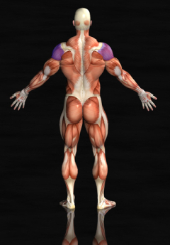 rear shoulder muscles