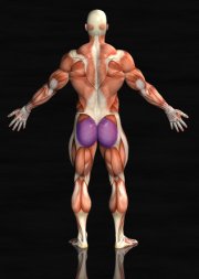 glutes muscles